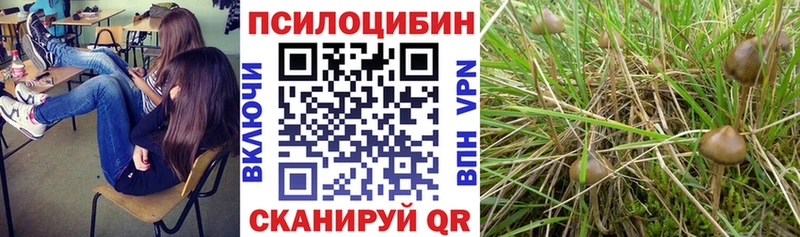 купить  цена  Сызрань  Псилоцибиновые грибы прущие грибы 